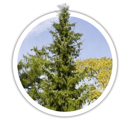 Ялина сербська / Picea omorika